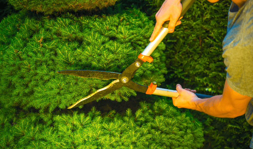 Hedge Trimming