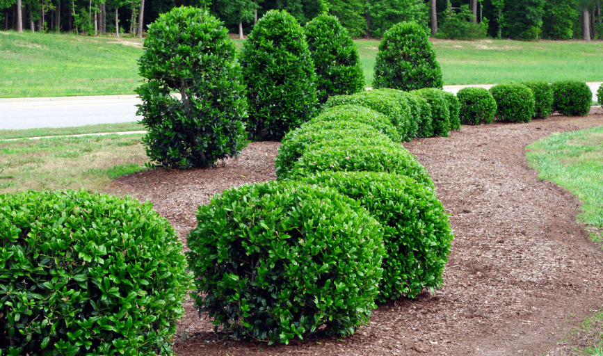 Bush Trimming